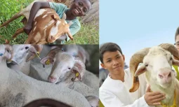 Akika Kurbanı ile Ailede Manevi Bağları Güçlendirin