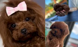 Toy Poodle İçin Egzersiz ve Günlük Aktivite Önerileri