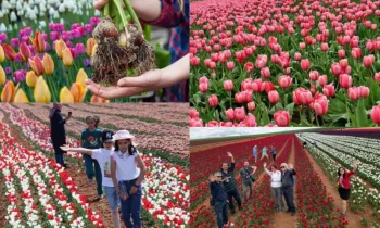 Lalenin Tarihçesi ve Kültürel Önemi