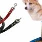 Köpeklerin Diş sağlığı İçin Üretilen Kemik Türleri