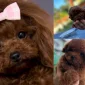 Exercise and Daily Activity Recommendations for Toy Poodles